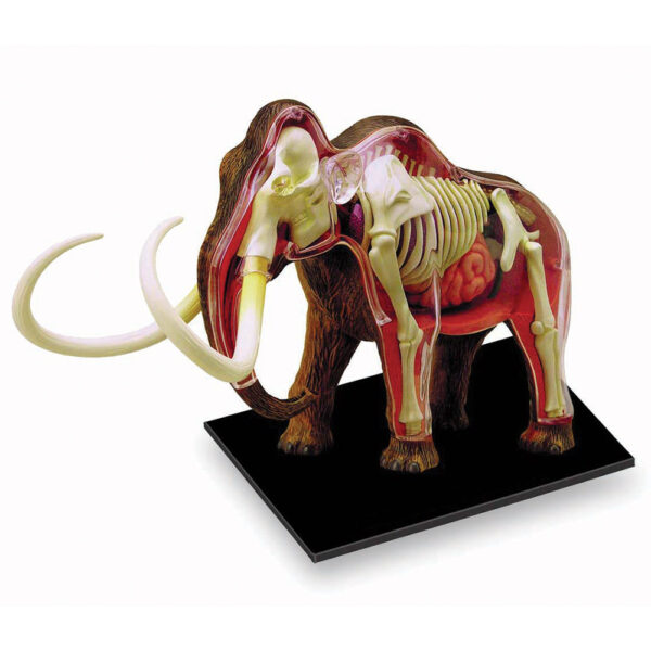 Woolly Mammoth Anatomy 4D Model | Shop Online | Royal BC Museum