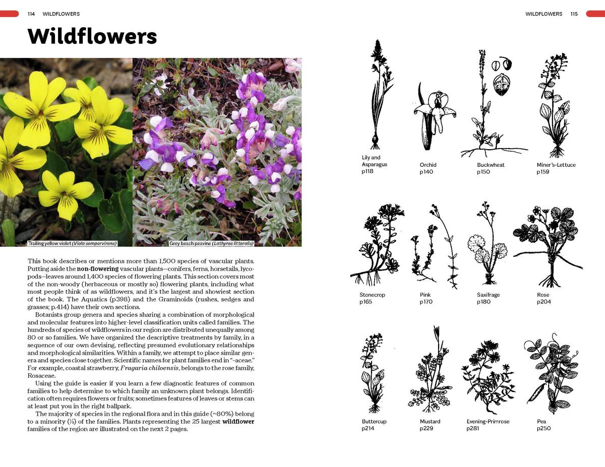 Plants of the Pacific Coast From Alaska to Oregon, including British Columbia and Washington - Image 5